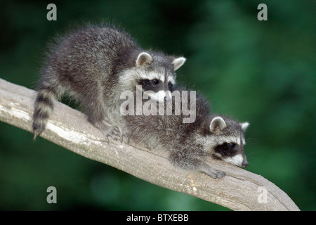 Waschbär (Procyon Lotor), baby zwei Tiere liegen auf AST ruht, Deutschland Stockfoto