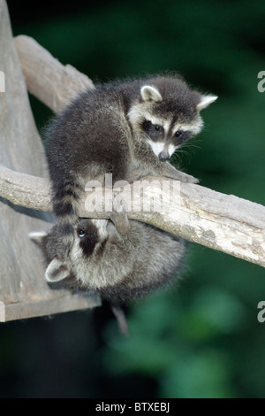 Waschbär (Procyon Lotor), baby zwei Tiere spielen auf Ast, Deutschland Stockfoto