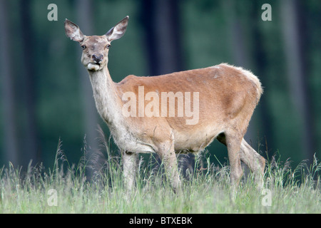 Rothirsch (Cervus Elaphus), Hinterbeinen stehend auf Wiese, Deutschland Stockfoto