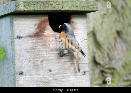 Gartenrotschwänze (Phoenicurus Phoenicurus), männliche Nistkasten Eingang mit Essen in Rechnung, Deutschland Stockfoto