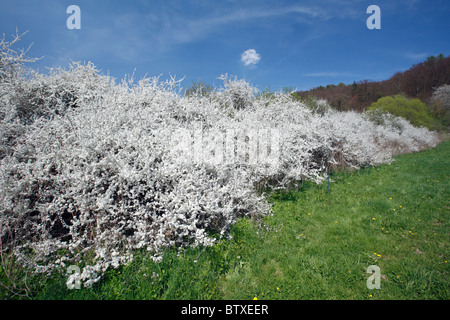 Black Thorn (Prunus Spinosa), Büsche blühen im Mai, Deutschland Stockfoto