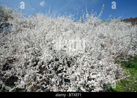 Black Thorn (Prunus Spinosa), Büsche blühen im Mai, Deutschland Stockfoto