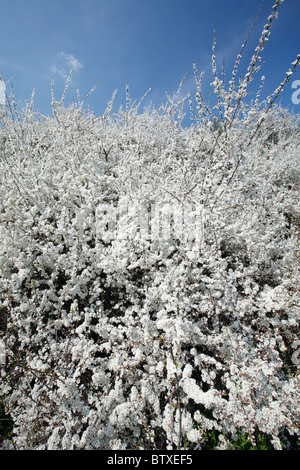 Black Thorn (Prunus Spinosa), Büsche blühen im Mai, Deutschland Stockfoto