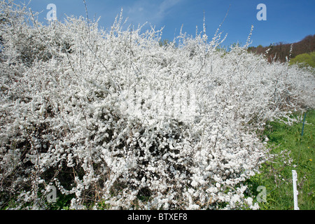 Black Thorn (Prunus Spinosa), Büsche blühen im Mai, Deutschland Stockfoto