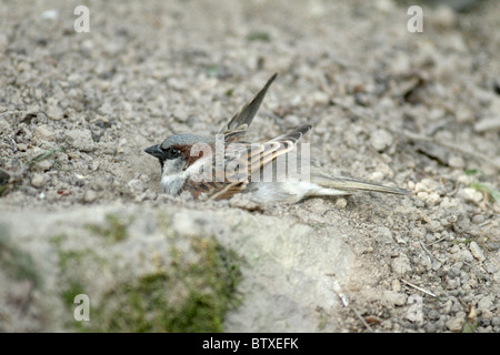 Haussperling (Passer Domesticus), männliche unter einem Dustbath, Deutschland Stockfoto