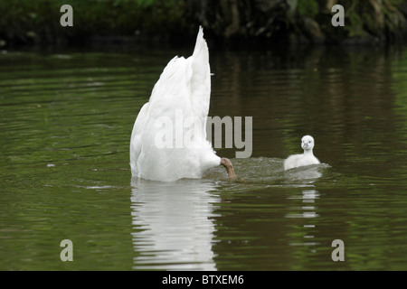 Höckerschwan (Cygnus Olor), Eltern-Vogel Einstieg in den See, mit Cygnet, Deutschland Stockfoto