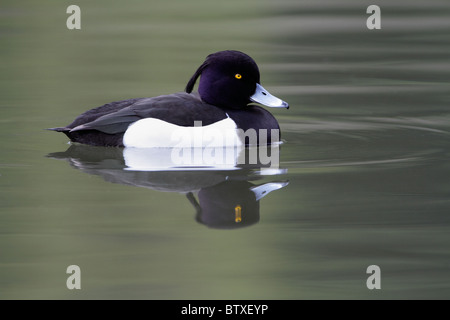 Reiherenten (Aythya Fuligula), Drake Schwimmen am See, Deutschland Stockfoto