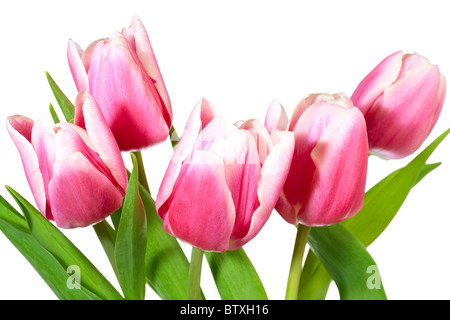 Frühlingsurlaub rosa-weiße Tulpe Blumen isoliert auf weißem Hintergrund Stockfoto