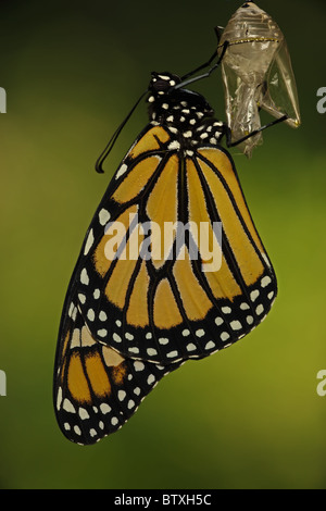Monarch-Schmetterling - SGM Erwachsener vor kurzem Chrysalis (Danaus Plexippus) - New York - USA Stockfoto