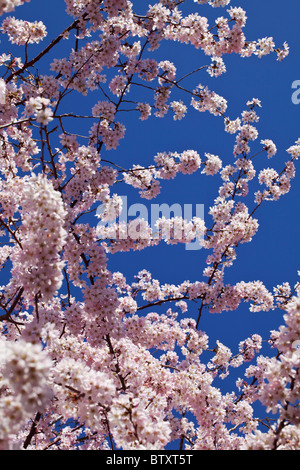 Ein Kaleidoskop der Kirschblüte Farbe signalisiert Frühling im Vereinigten Königreich Stockfoto