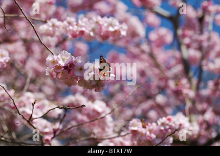 Red Admiral Schmetterling auf Kirschblüte im Frühling Stockfoto