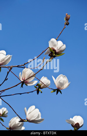 Magnolie blüht im Frühjahr, UK Stockfoto