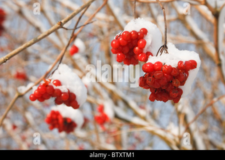 Rote Beeren der Eberesche oder Eberesche (Sorbus aucuparia) mit Schnee im Winter. England Großbritannien Großbritannien Stockfoto