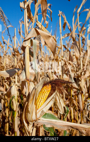 RIPE füttern Mais, Maiskolben und die Stiele auf einem Feld in der Nähe von Winkler, Manitoba, Kanada. Stockfoto