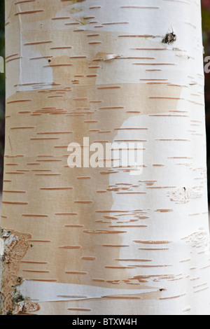 White, bellte Himalaya Birke Baum Rinde Nahaufnahme (Betula Utilis Jacquemontii). UK