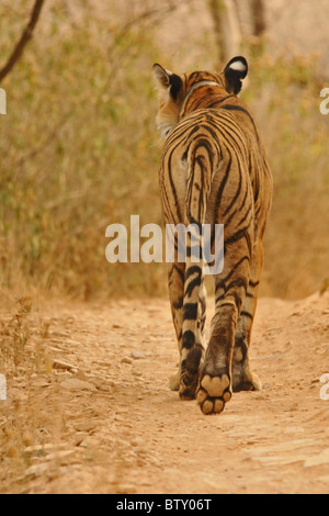 Royal Bengal Tiger Paw Wandern Indien Erhaltung Wilderei Stockfoto
