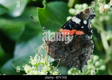 Red Admiral (Vanessa Atlanta) Fütterung auf eine Blume. Stockfoto