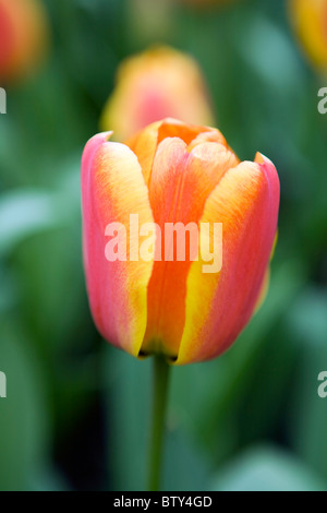Apeldoorn' s Elite Tulpen in den Keukenhof in Lisse in den Niederlanden. Blumenart: Darwin Hybride Tulpe, Apeldoorn' s Elite Stockfoto