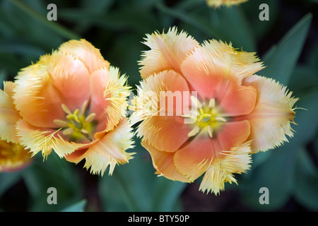 Lambada Tulpen im Garten Tulpe der Keukenhof in Lisse in den Niederlanden. Blumenart: Tulpe Name: Lambada mit Fransen Stockfoto