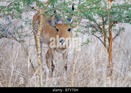 Bohor andere männlich (Redunca Redunca) Saadani Nationalpark Tansania Stockfoto