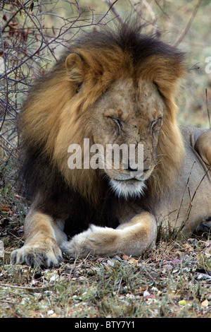 MÄNNLICHEN afrikanischen Löwen (Panthera Leo) Saadani Nationalpark Tansania Stockfoto