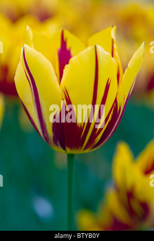 Mickey Mouse Tulpen in den Keukenhof in Lisse in den Niederlanden. Blumenart: Tulpe, frühen Namen: Mickey Mouse Stockfoto