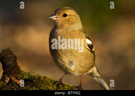 Weibliche Buchfink Fringilla coelebs Stockfoto