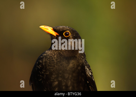 Schuss in den Kopf von einem männlichen Amsel Turdus merula Stockfoto