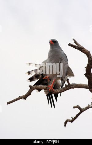 ein Habicht Strecthing seine Flügel während thront in einem toten Baum Stockfoto
