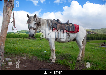 Ein weißes Pferd gebunden zu einem Beitrag auf dem Hintergrund einer grünen Rasen Stockfoto