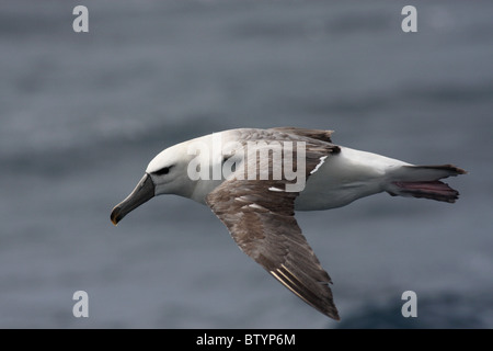 schüchterner Albatros im Flug über Meer Stockfoto