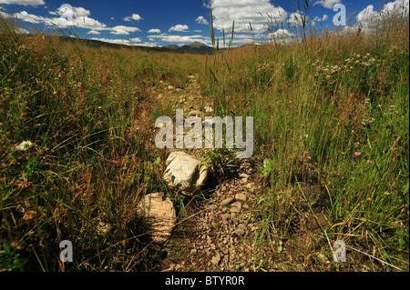 Trockene Bachbett, Fraser River Basin, Fraser, Colorado Stockfoto