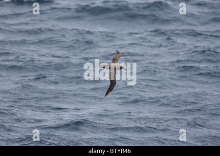 rußiger Albatros fliegen über Meer Stockfoto