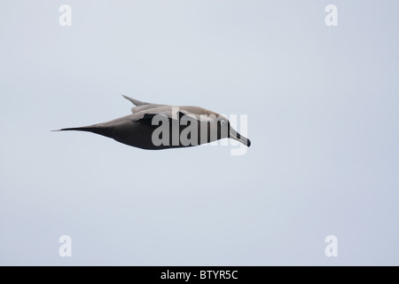 rußiger Albatros fliegen über Meer Stockfoto