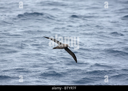 rußiger Albatros fliegen über Meer Stockfoto