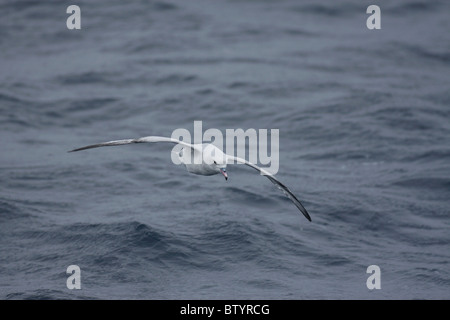 Southern Fulmar über Meer fliegen Stockfoto