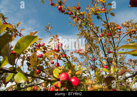 Discovery Vielzahl Äpfeln am Apfelbaum Stockfoto
