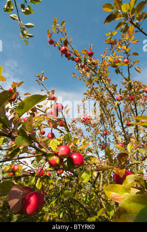 Discovery Vielzahl Äpfeln am Apfelbaum Stockfoto
