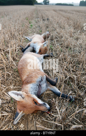 2 Schuss Jugendlicher Fox Cubs in Ackerfläche für Bauern zu sehen, links Stockfoto