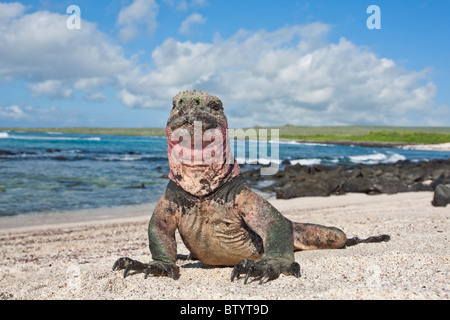 Einzigartige farbige rote und grüne Meerechsen, Punto Suarez, Espanola Insel, Galapagos-Inseln, Ecuador. Stockfoto