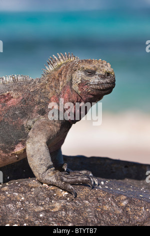 Einzigartige farbige rote und grüne Meerechsen, Punto Suarez, Espanola Insel, Galapagos-Inseln, Ecuador. Stockfoto