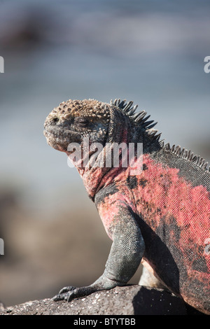 Einzigartige farbige rote und grüne Meerechsen, Punto Suarez, Espanola Insel, Galapagos-Inseln, Ecuador. Stockfoto