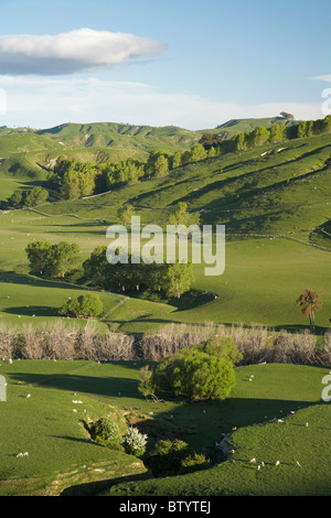 Ackerland in der Nähe von Masterton, Wairarapa, Nordinsel, Neuseeland Stockfoto