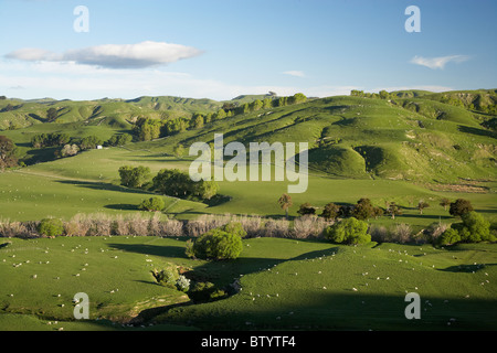 Ackerland in der Nähe von Masterton, Wairarapa, Nordinsel, Neuseeland Stockfoto