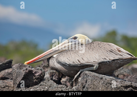 Brauner Pelikan, Punta Moreno, Isabella Island, Galapagos, Ecuador. Stockfoto