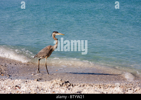 Das Great Blue Heron scannt das Surfen auf der Suche nach Mittag. Stockfoto