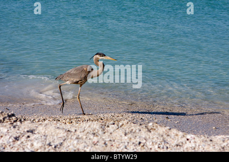 Great Blue auf der Suche nach Mittagessen Stockfoto