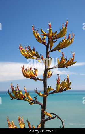 Flachs Blumen, Cape Palliser, Wairarapa, Nordinsel, Neuseeland Stockfoto