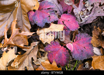 Ahorn, Eiche und Pappel Blätter in Herbstfarben, auf dem Boden Stockfoto