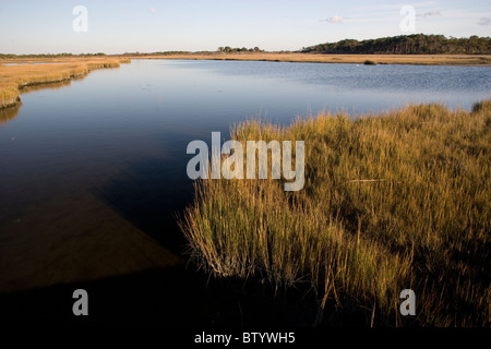 Tidal Inlet durch einen salzigen Marsh auf Assateague Island National Seashore Stockfoto